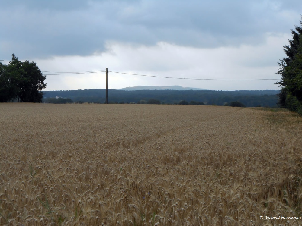 Huenxer Wald_
